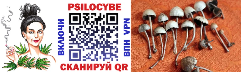 продажа наркотиков  МЕГА как зайти  Псилоцибиновые грибы Psilocybe  Высоцк 